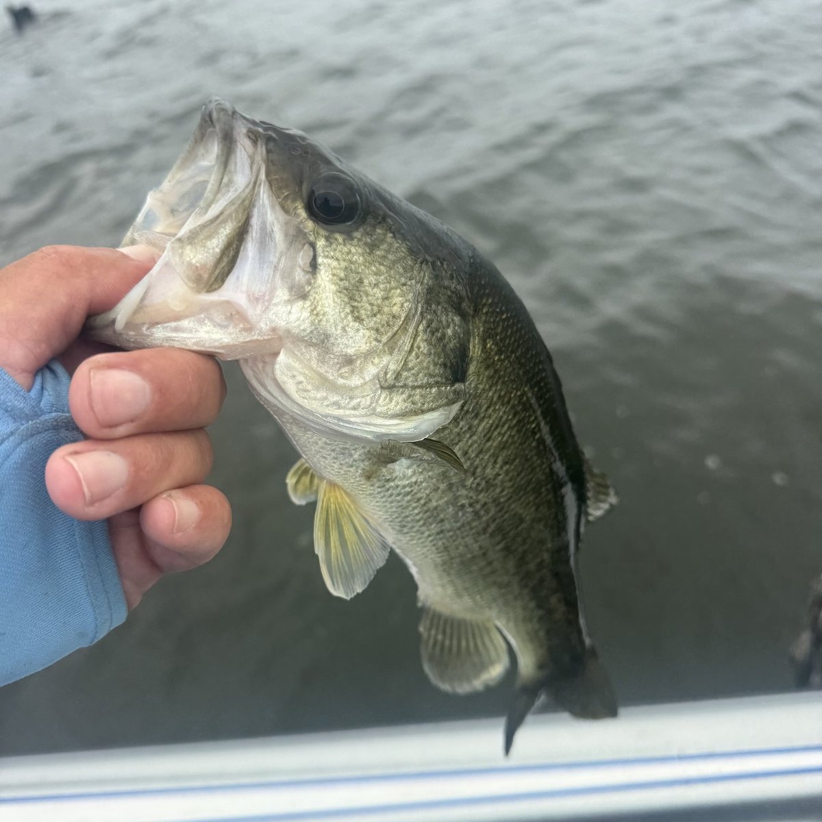 Largemouth Bass — 1 lbs