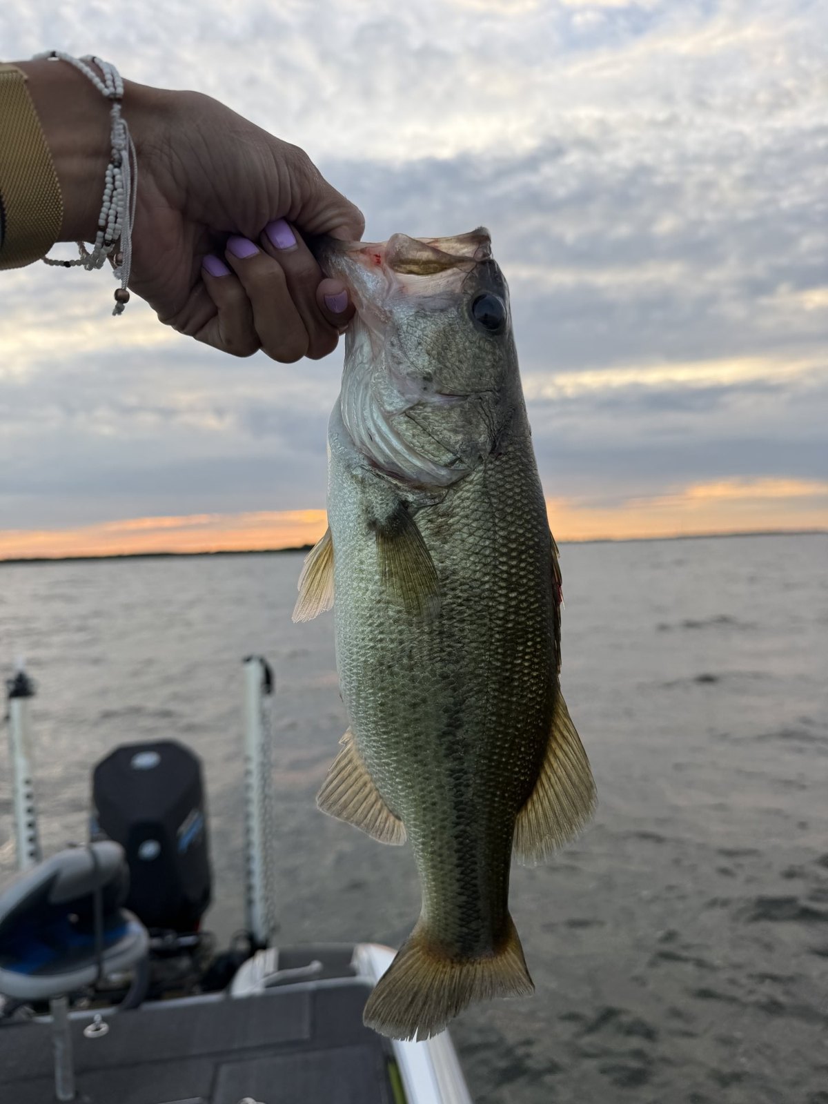 Largemouth Bass · 1 lbs 8 oz
