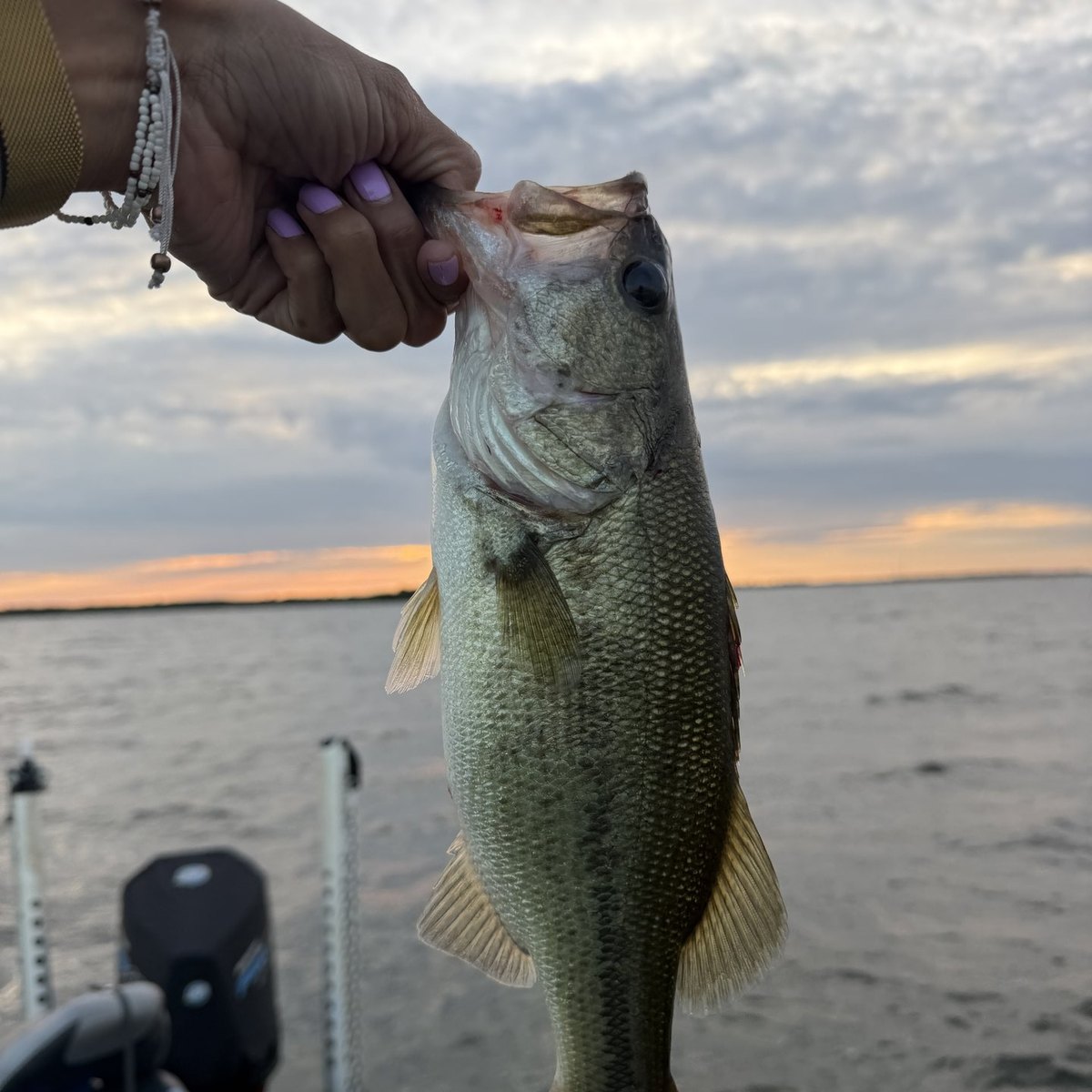 Largemouth Bass — 1 lbs 8 oz