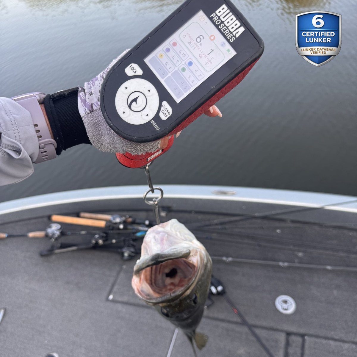 Largemouth Bass — 6 lbs 1 oz