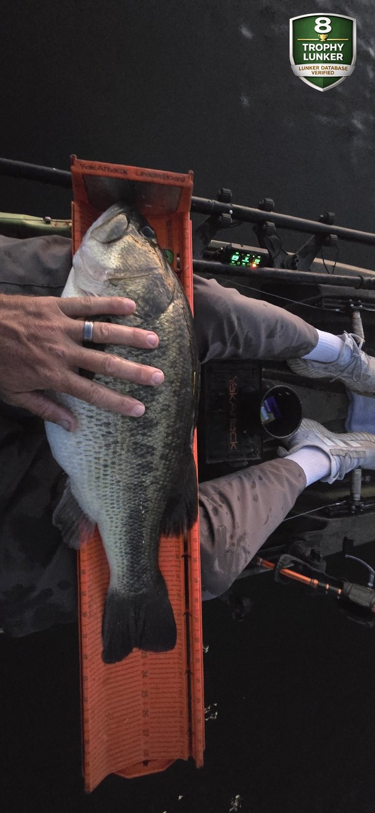 Largemouth Bass catch photo 3