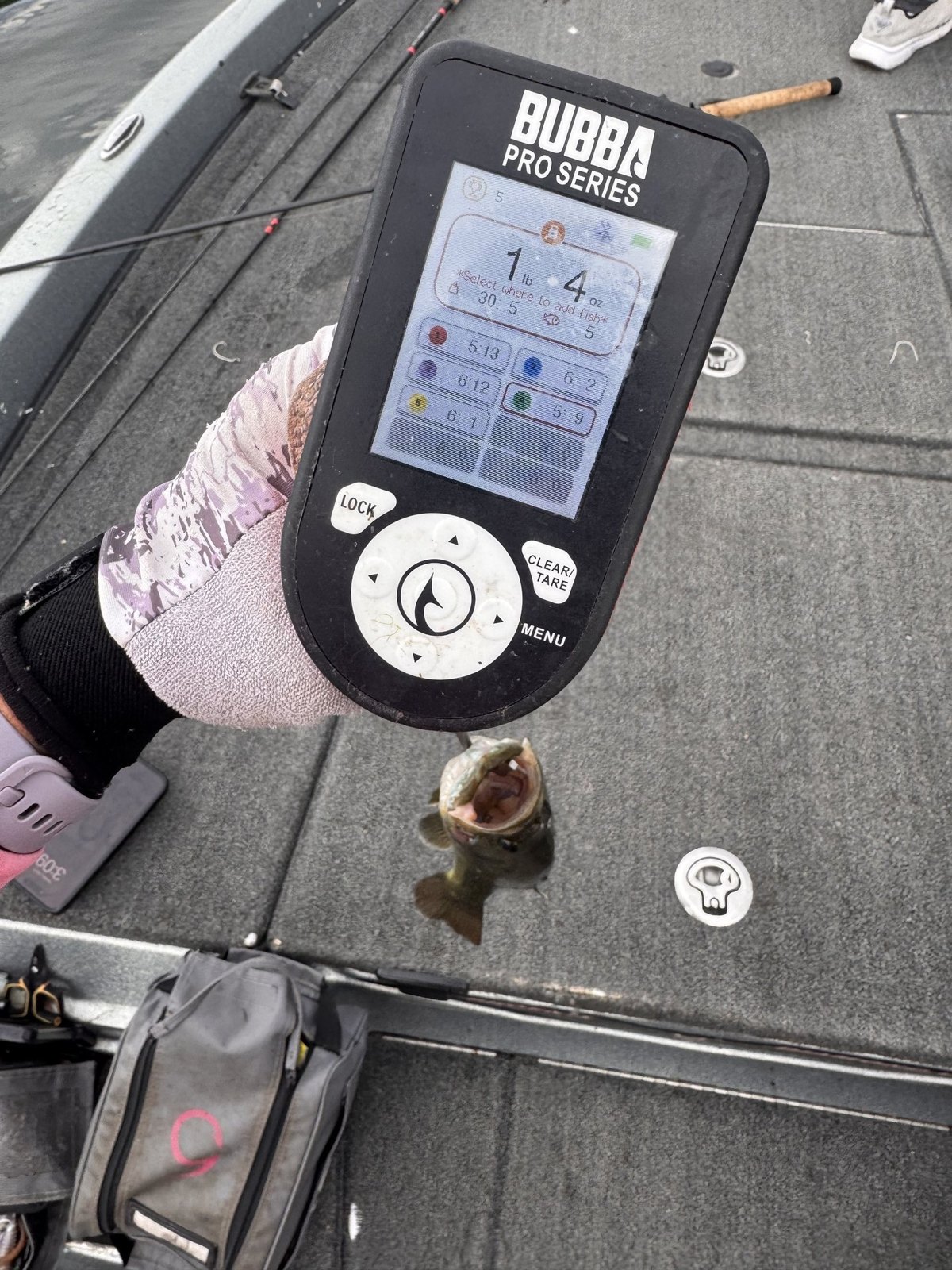 Largemouth Bass catch photo 2
