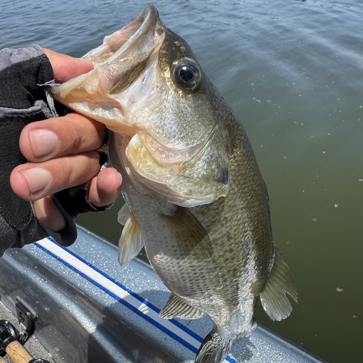 Largemouth Bass — 1 lbs 8 oz