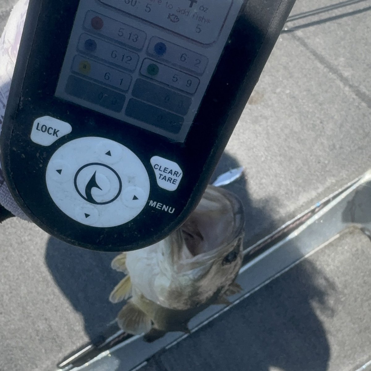 Largemouth Bass — 3 lbs 4 oz