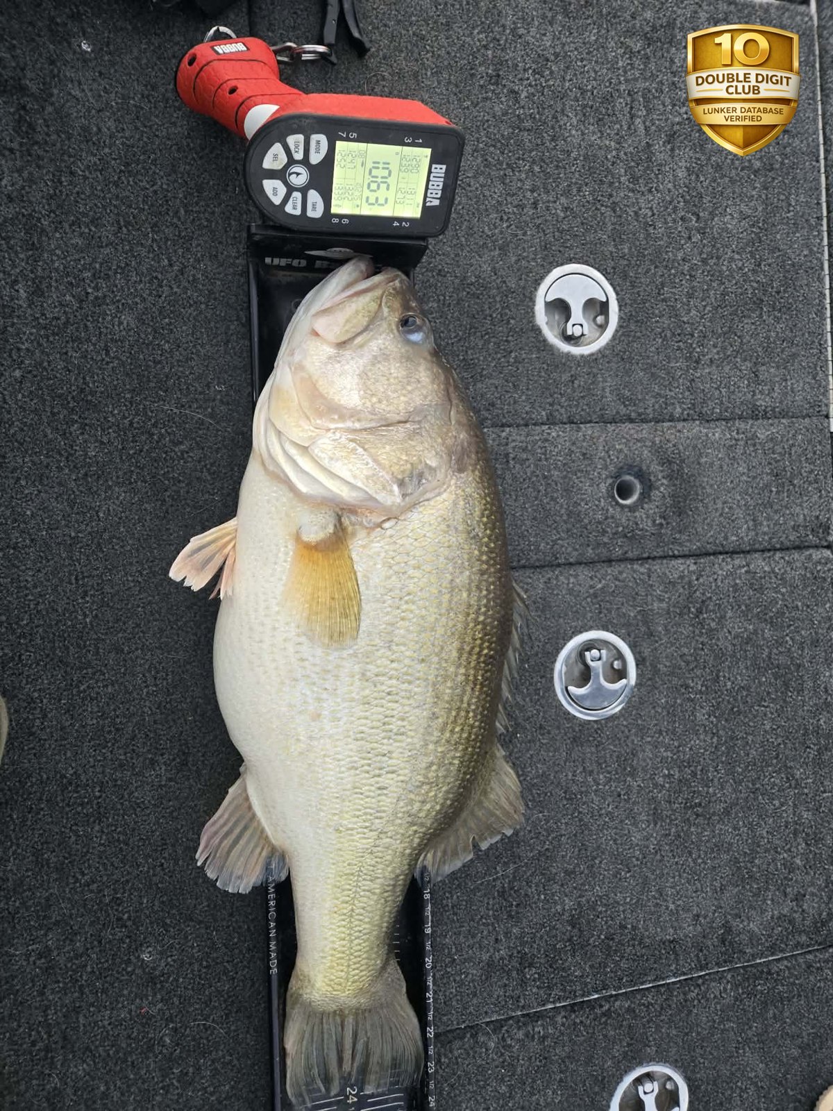 Largemouth Bass catch photo 3