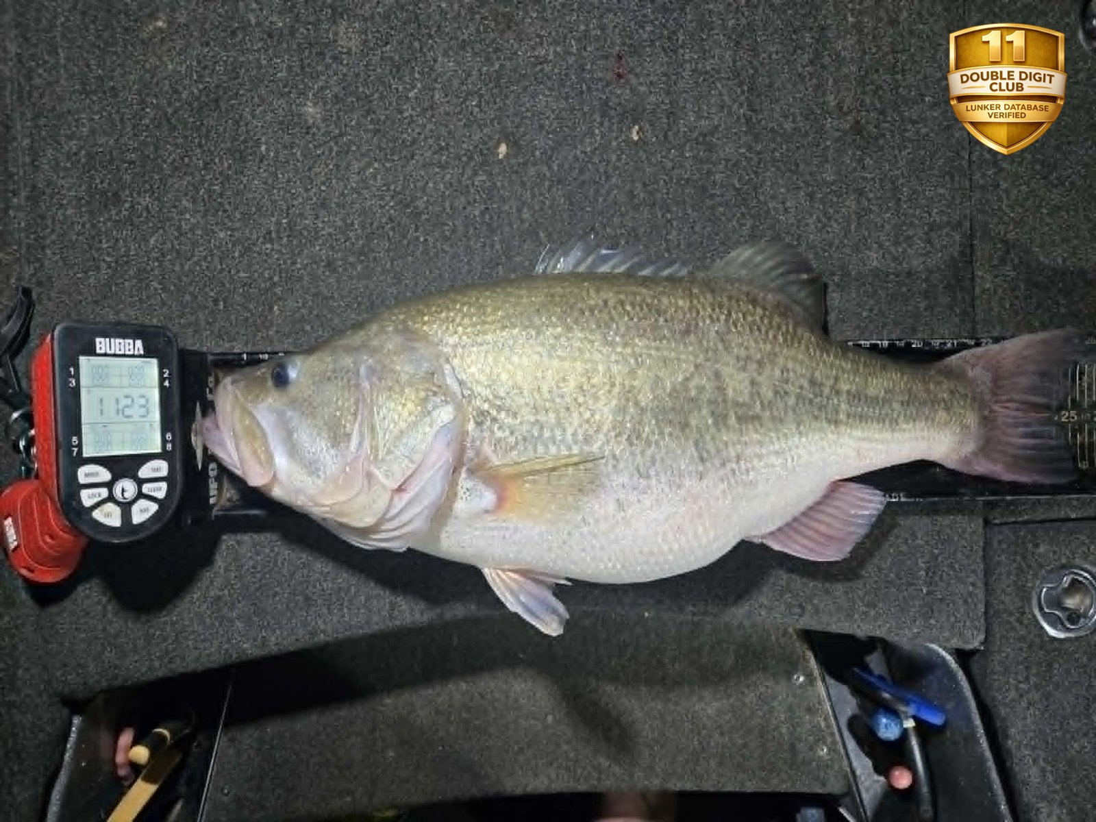 Largemouth Bass catch photo 3