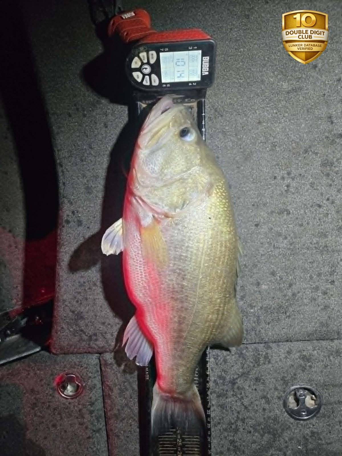 Largemouth Bass catch photo 3