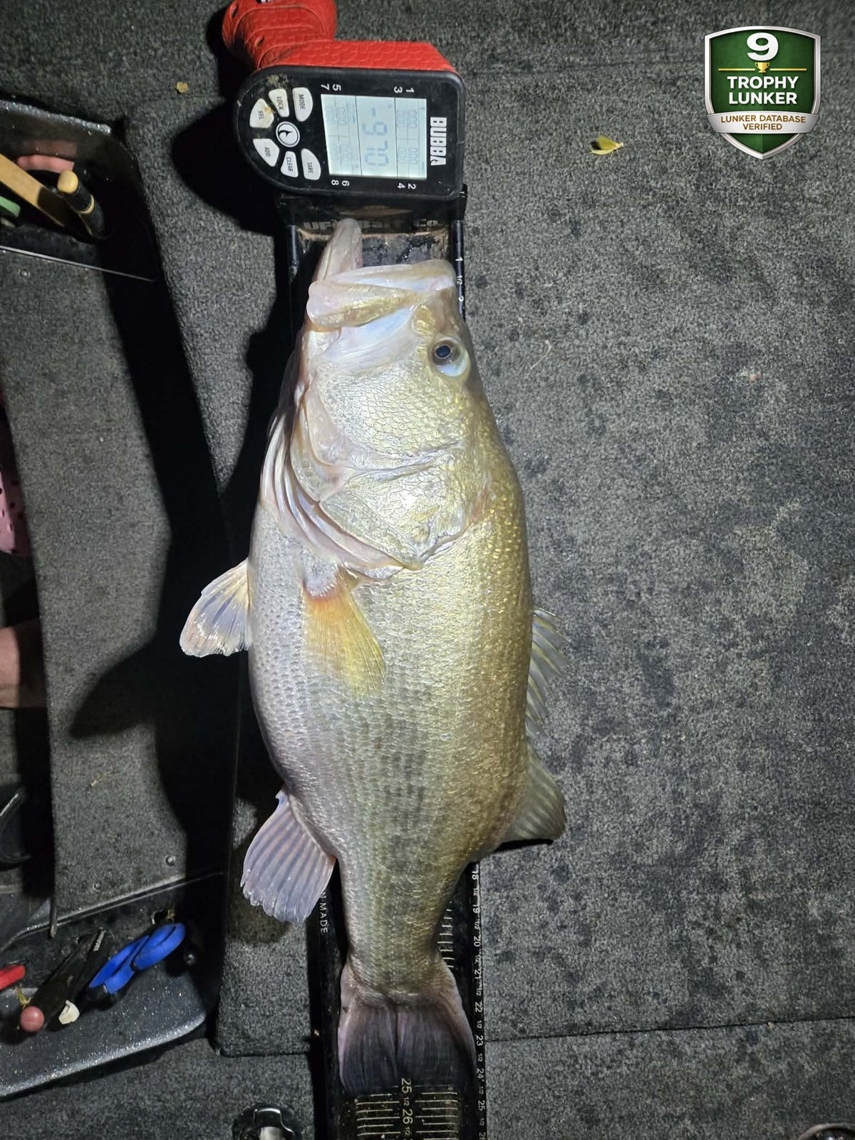 Largemouth Bass catch photo 3