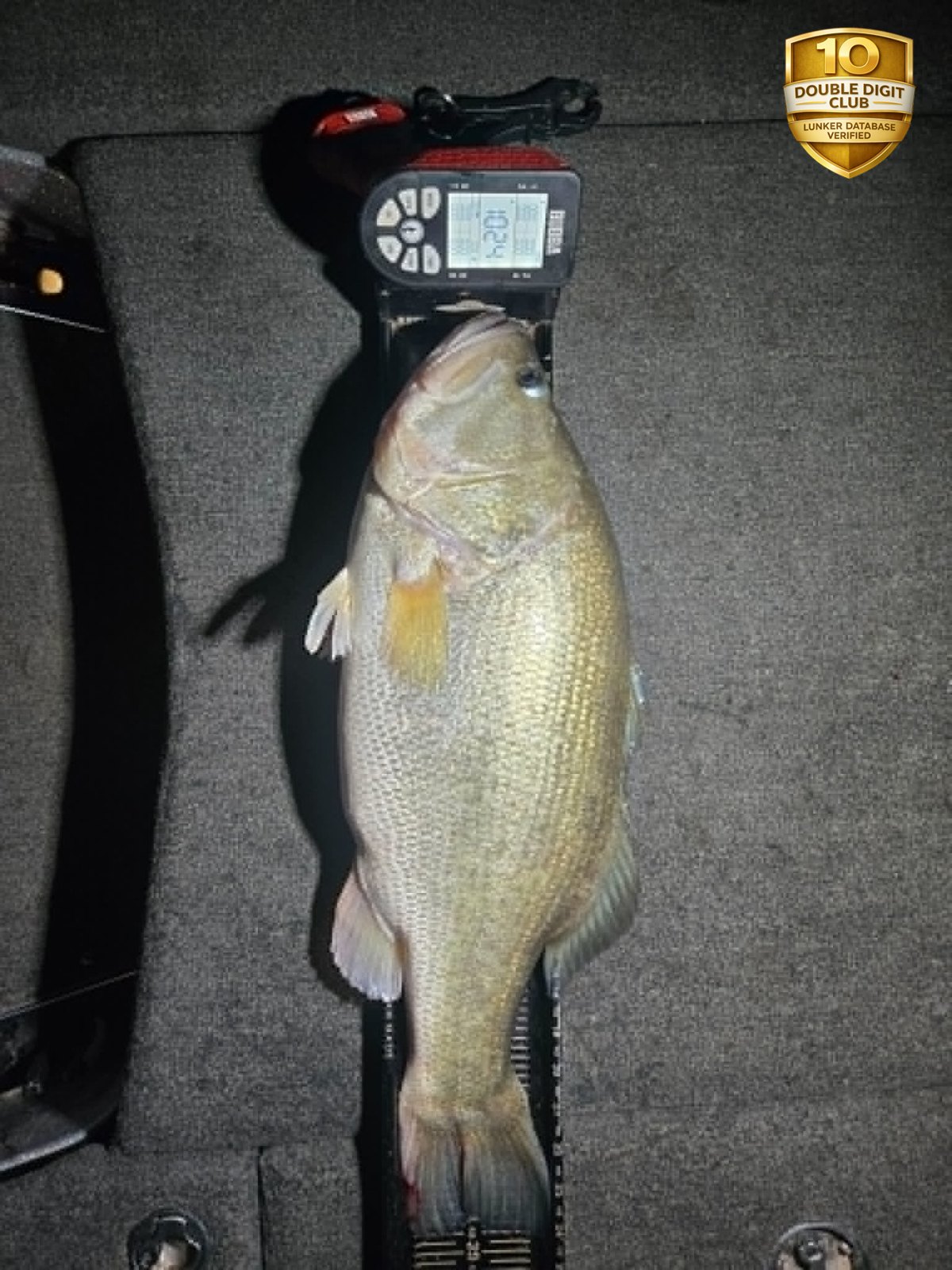 Largemouth Bass catch photo 3