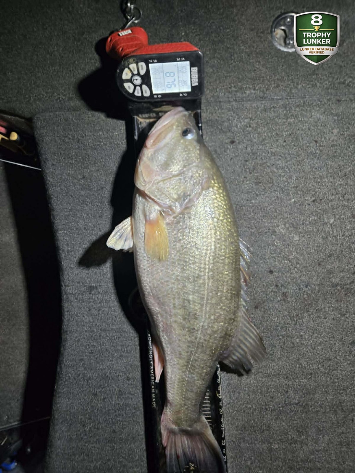 Largemouth Bass catch photo 3