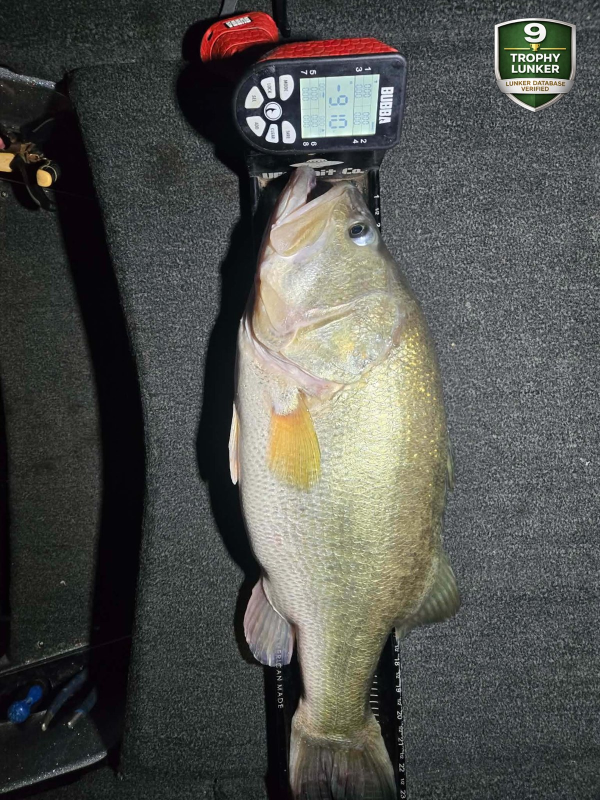 Largemouth Bass catch photo 3