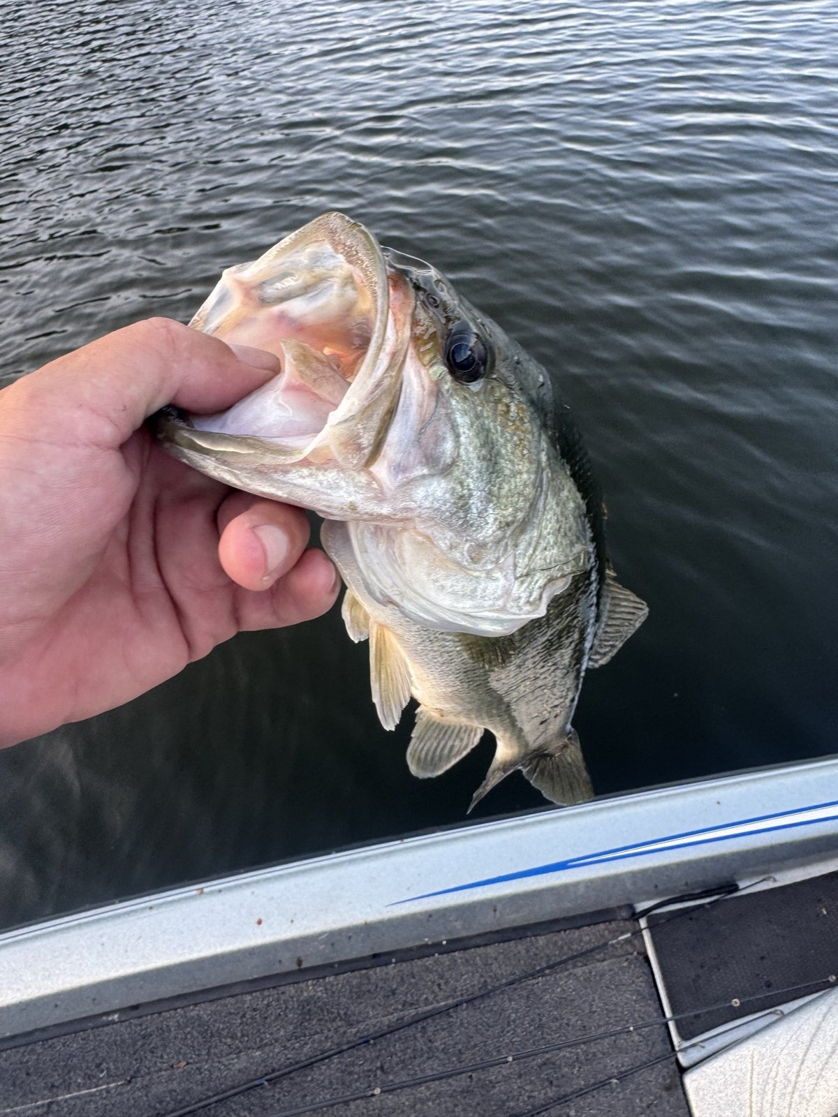 Largemouth Bass · 1 lbs 5 oz
