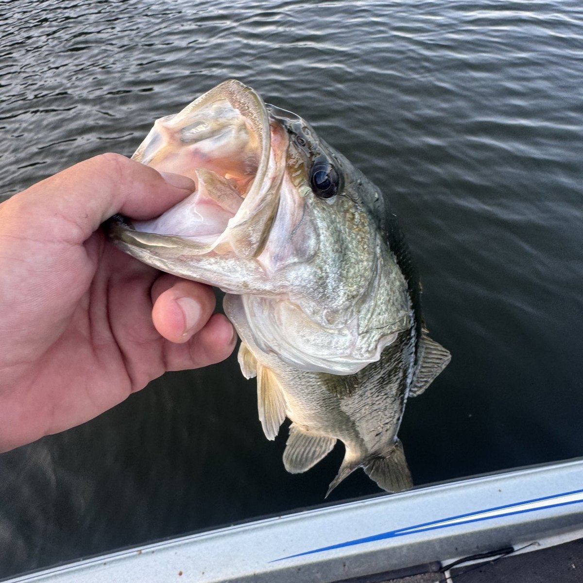 Largemouth Bass — 1 lbs 5 oz