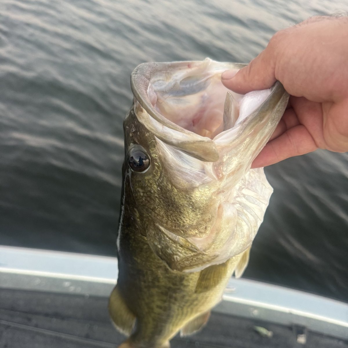 Largemouth Bass — 4 lbs 7 oz