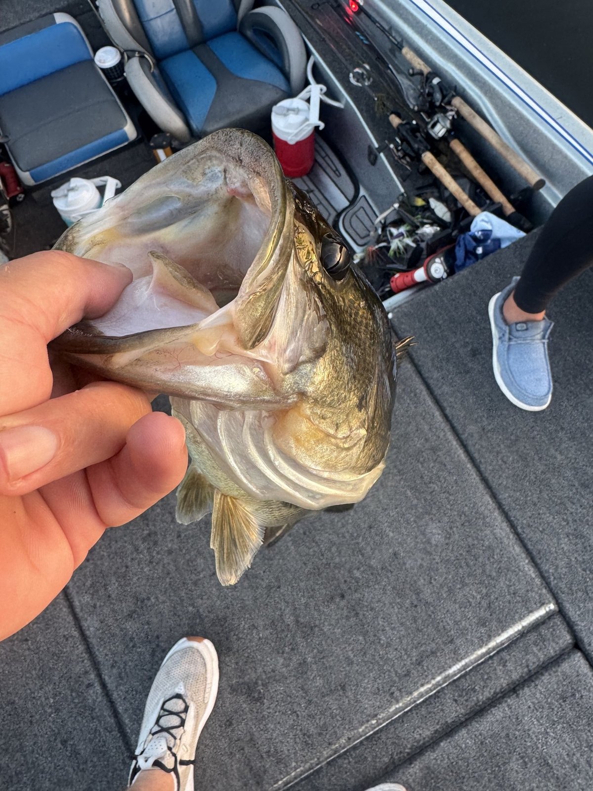 Largemouth Bass · 2 lbs 13 oz
