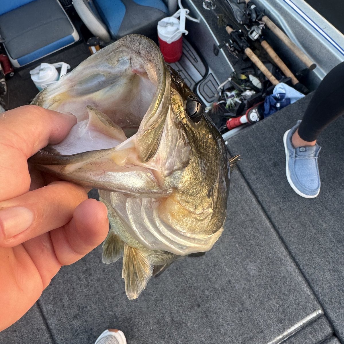 Largemouth Bass — 2 lbs 13 oz