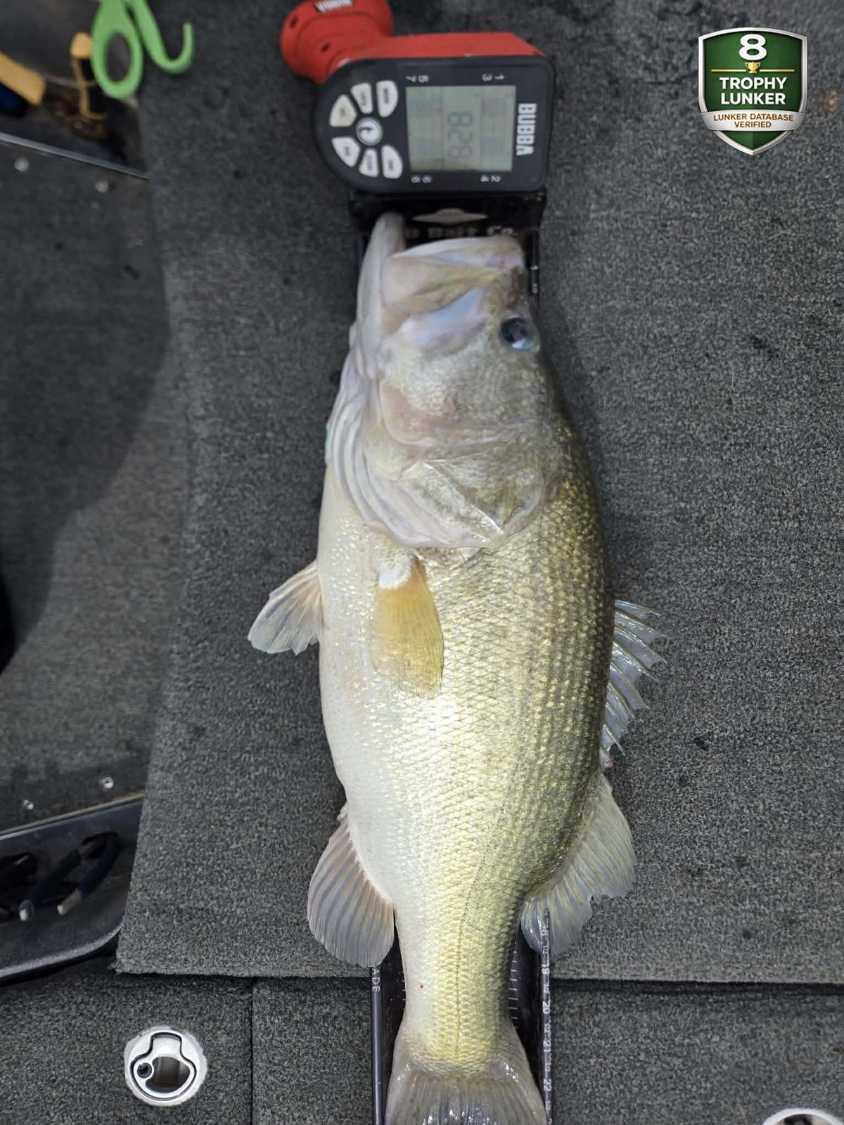 Largemouth Bass catch photo 3