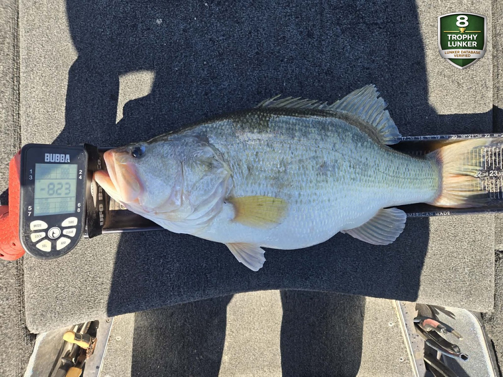 Largemouth Bass catch photo 3