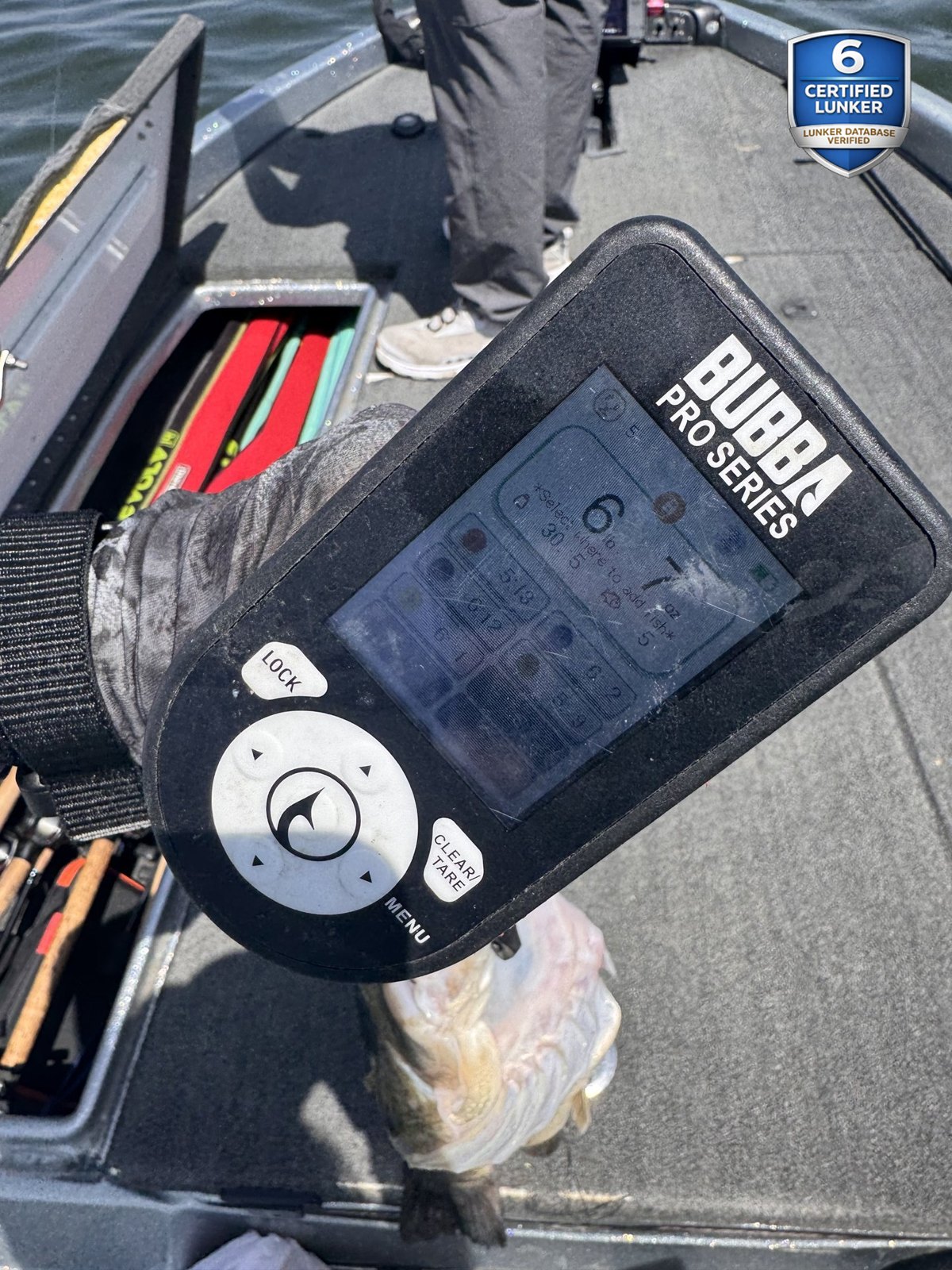 Largemouth Bass catch photo 2
