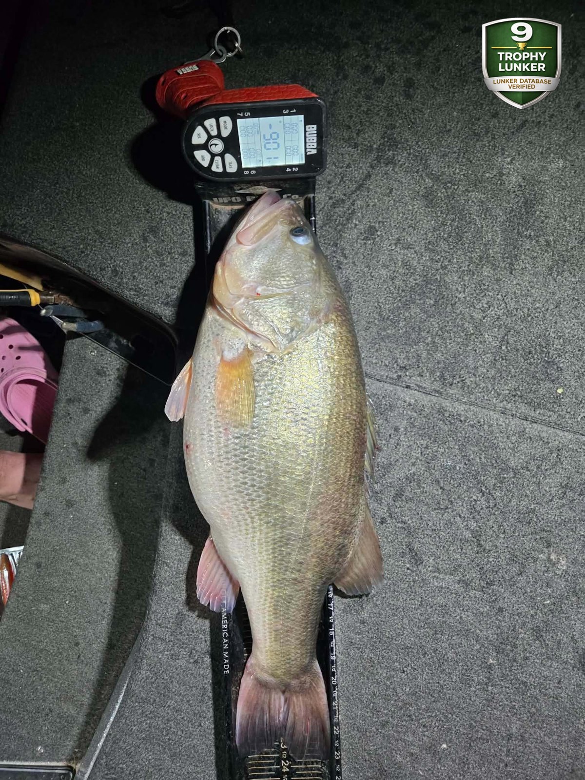 Largemouth Bass catch photo 3