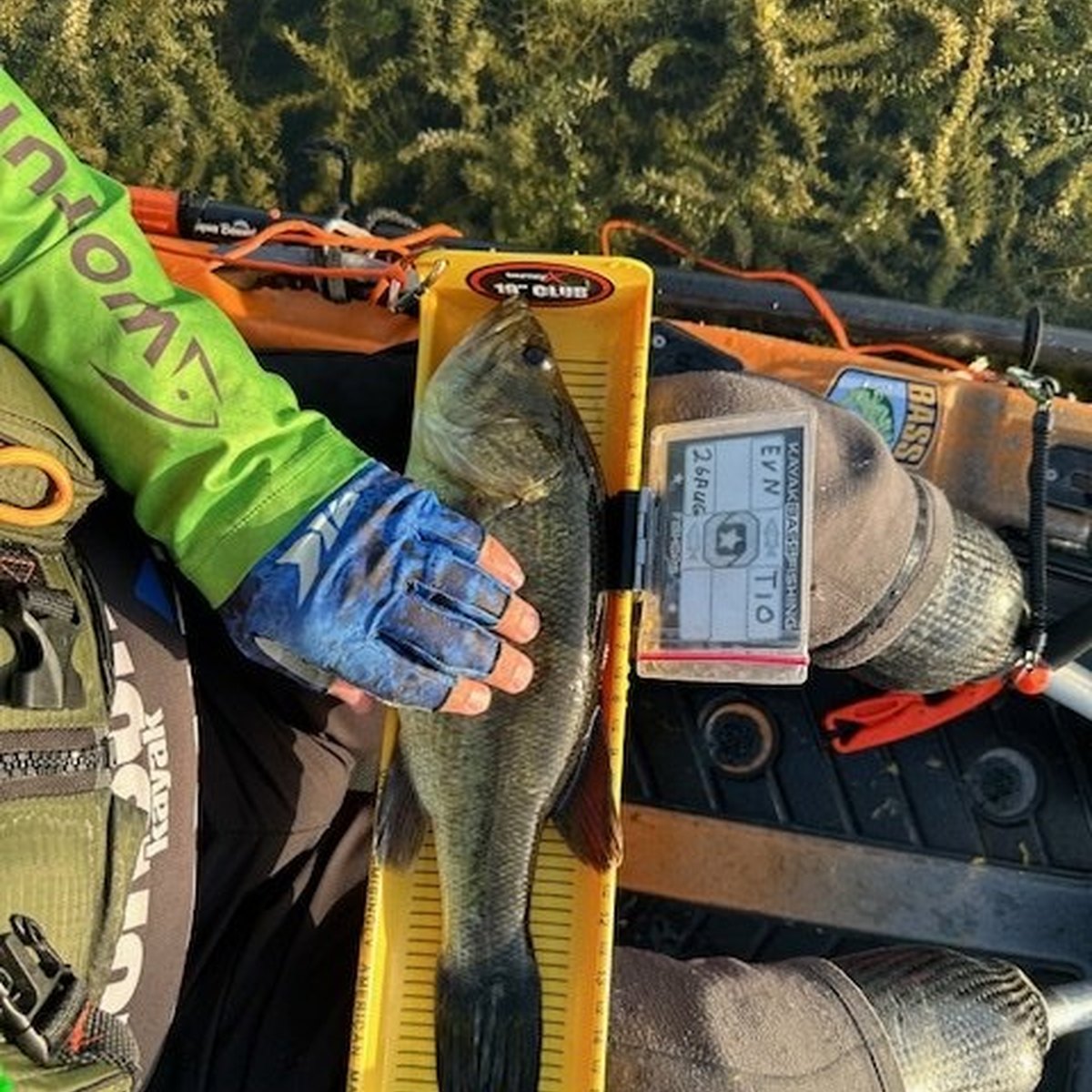Largemouth Bass — 1 lbs