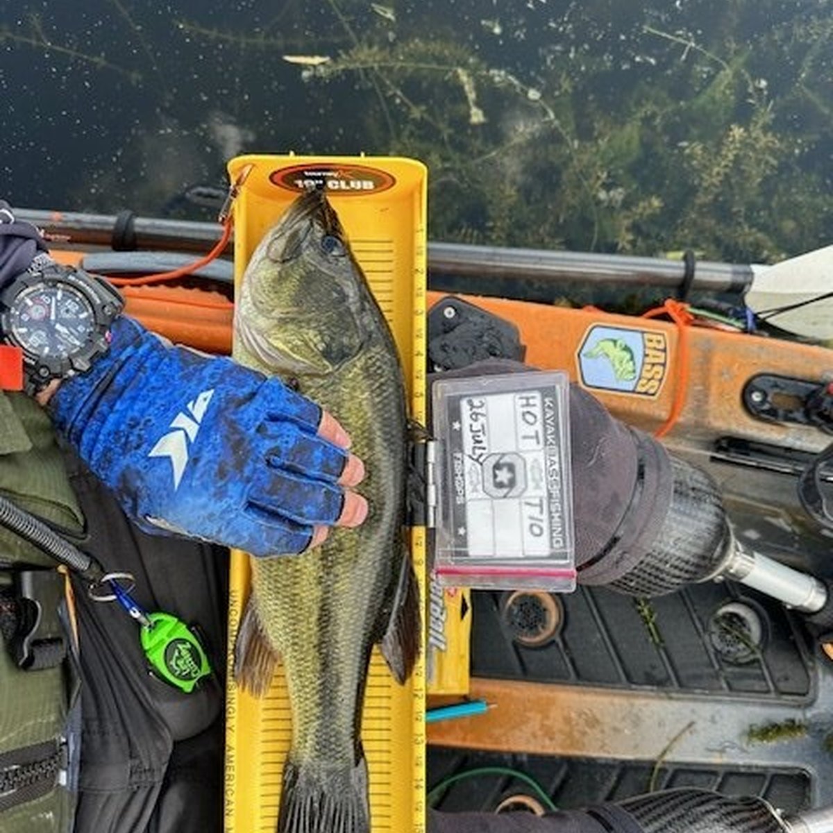 Largemouth Bass — 1 lbs