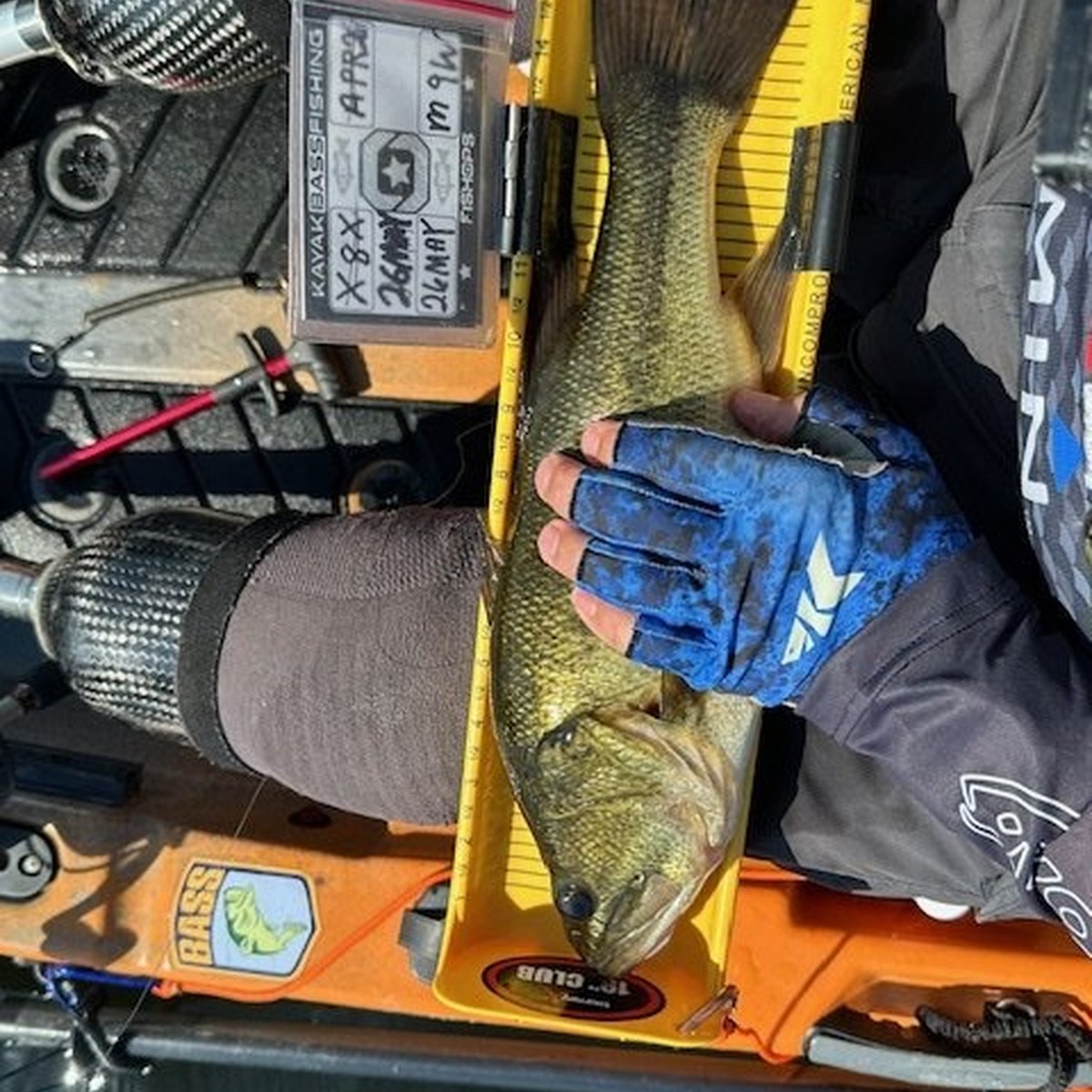 Largemouth Bass — 1 lbs