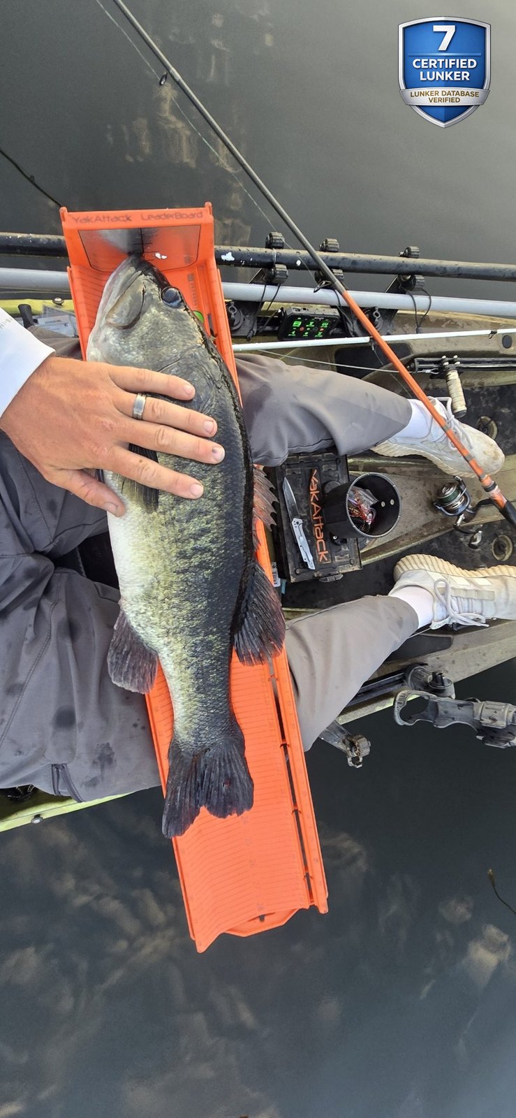 Largemouth Bass catch photo 3