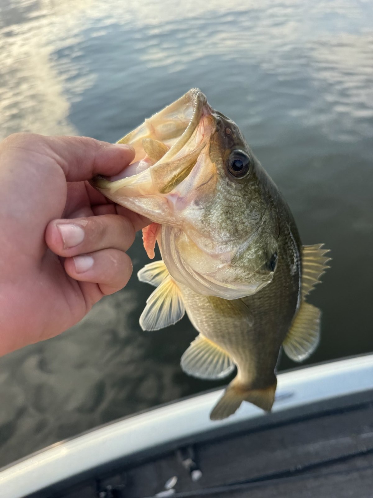 Largemouth Bass · 1 lbs 6 oz