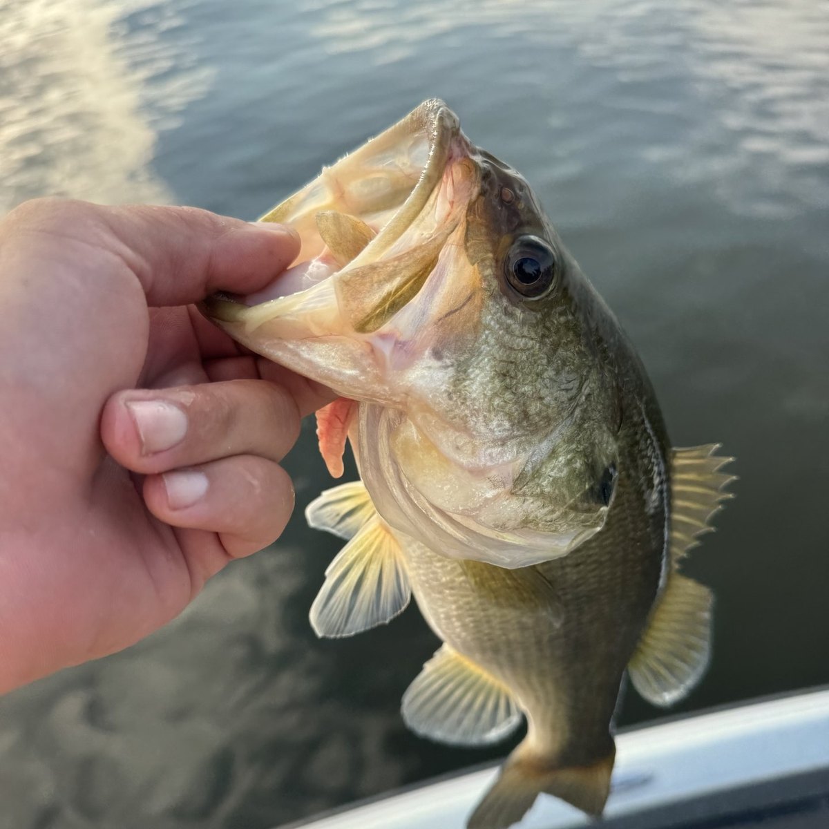 Largemouth Bass — 1 lbs 6 oz
