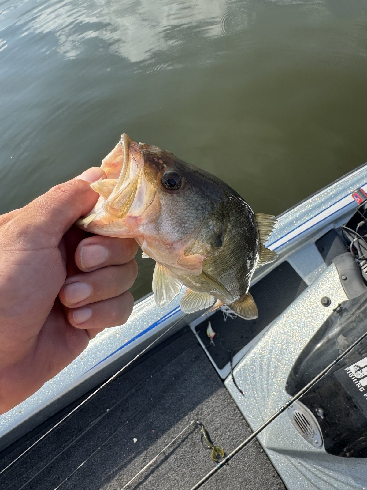 Largemouth Bass · 1 lbs 4 oz