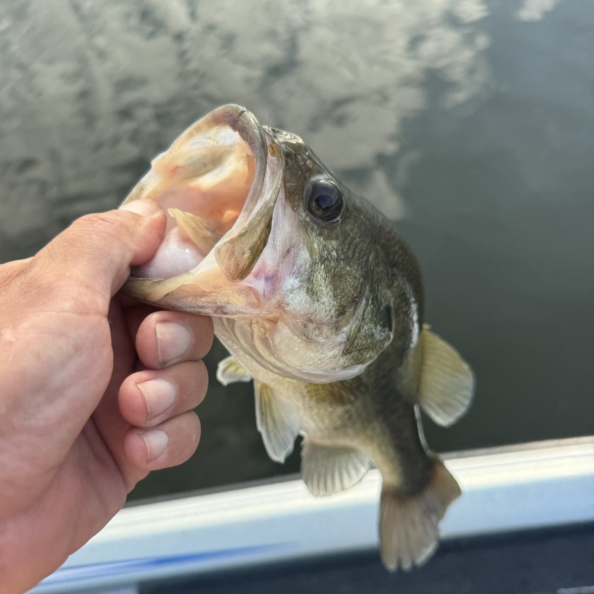 Largemouth Bass — 1 lbs 12 oz