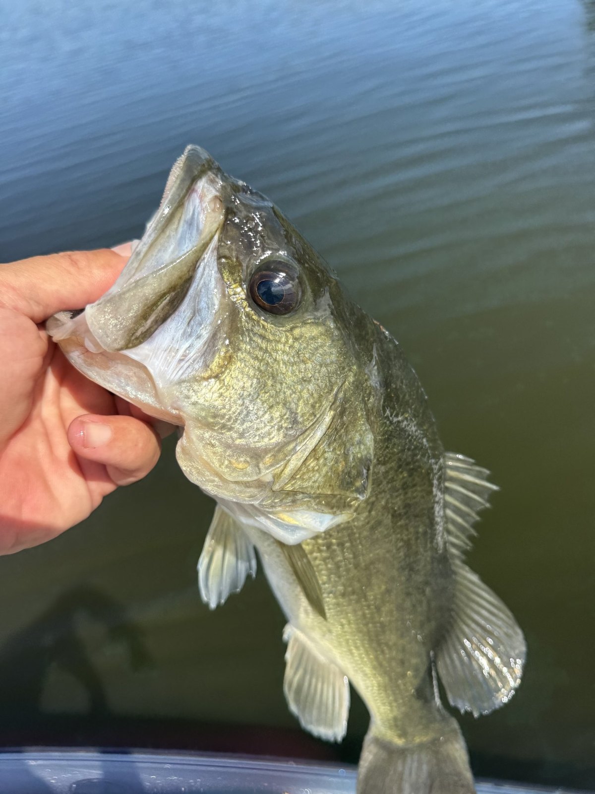 Largemouth Bass · 1 lbs 5 oz