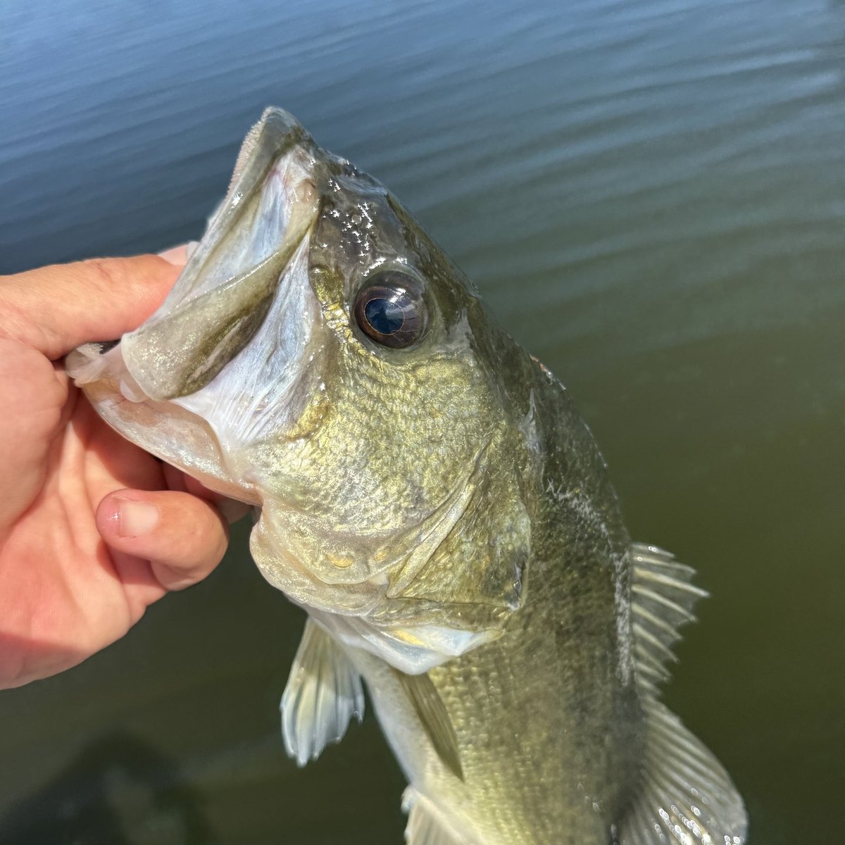 Largemouth Bass — 1 lbs 5 oz