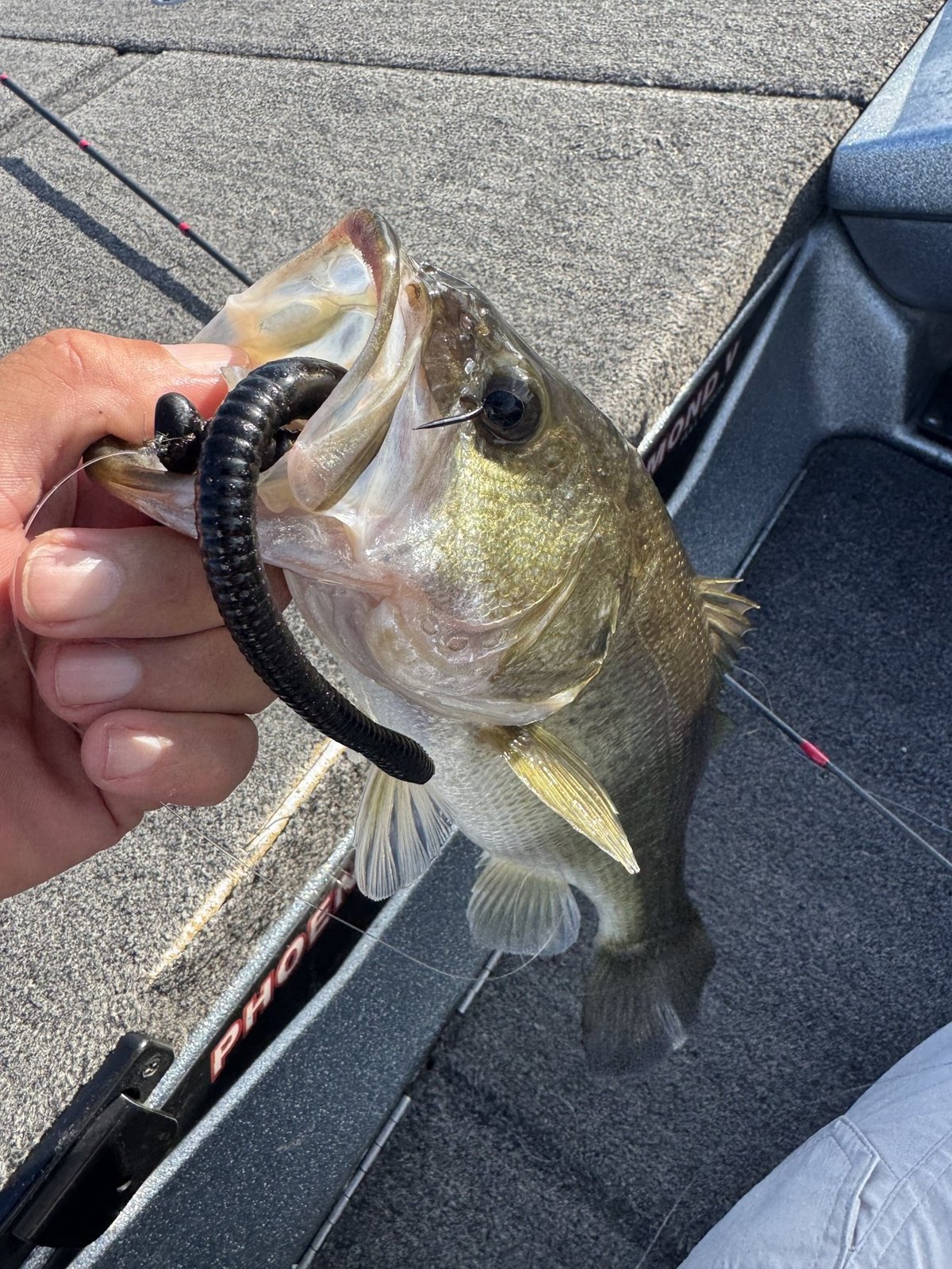 Largemouth Bass · 2 lbs