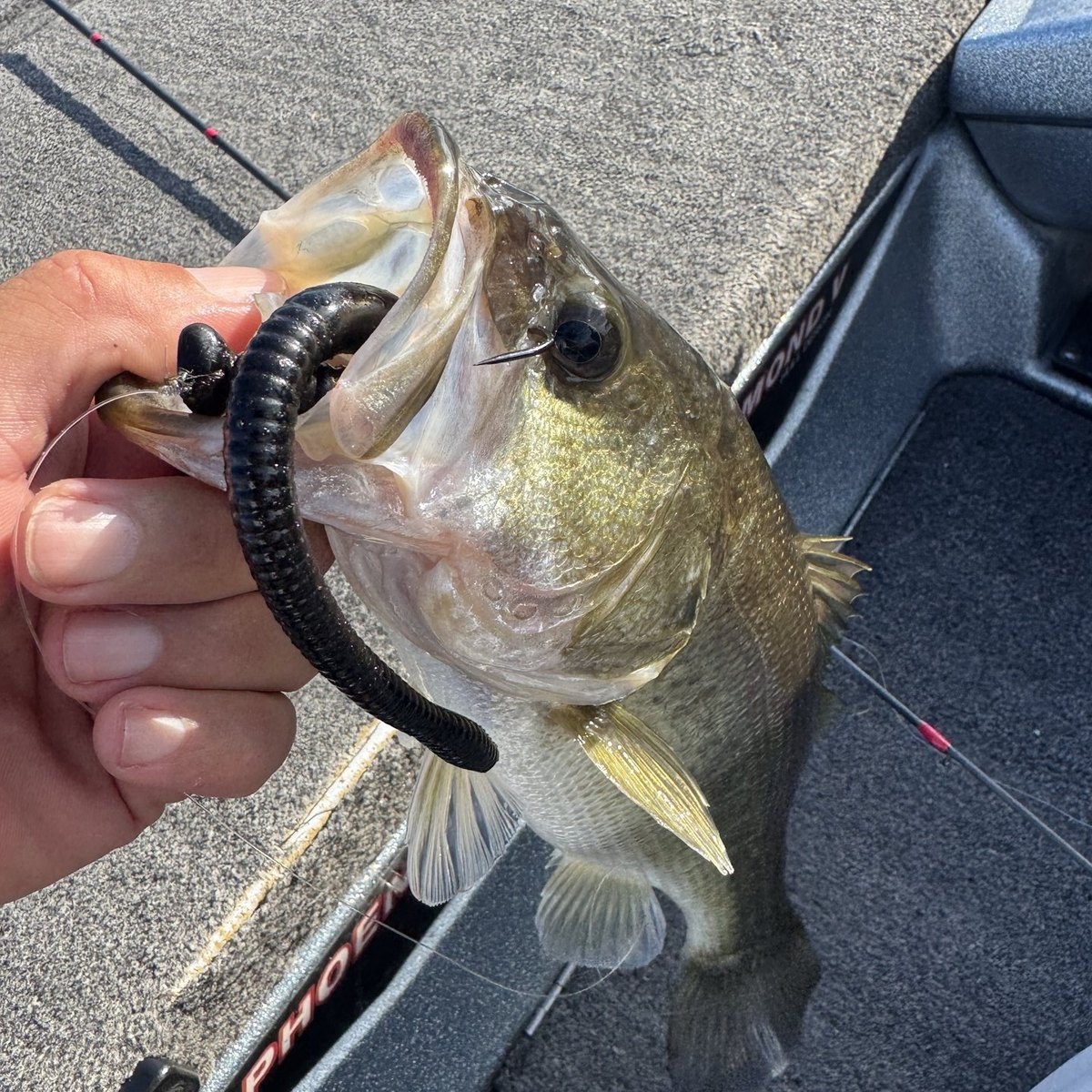 Largemouth Bass — 2 lbs