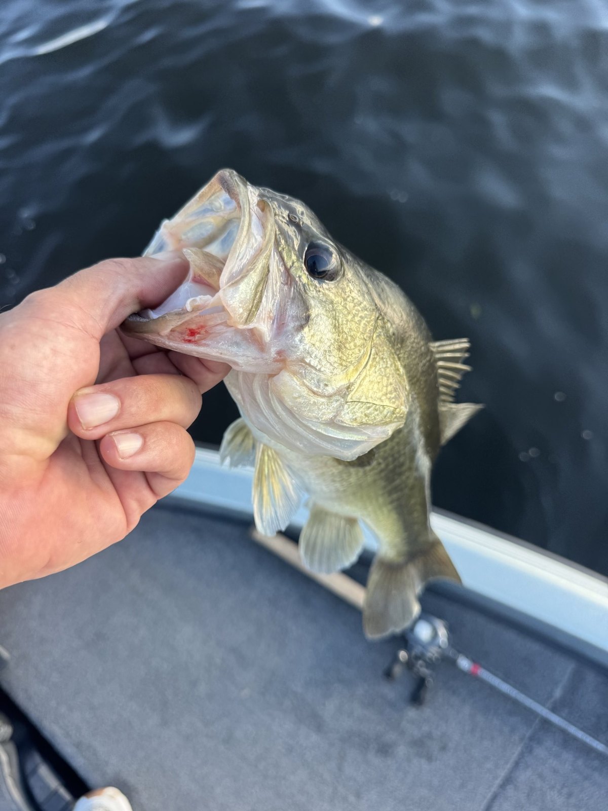 Largemouth Bass · 1 lbs 10 oz