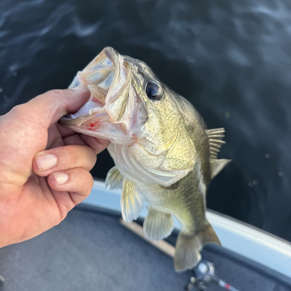 Largemouth Bass — 1 lbs 10 oz