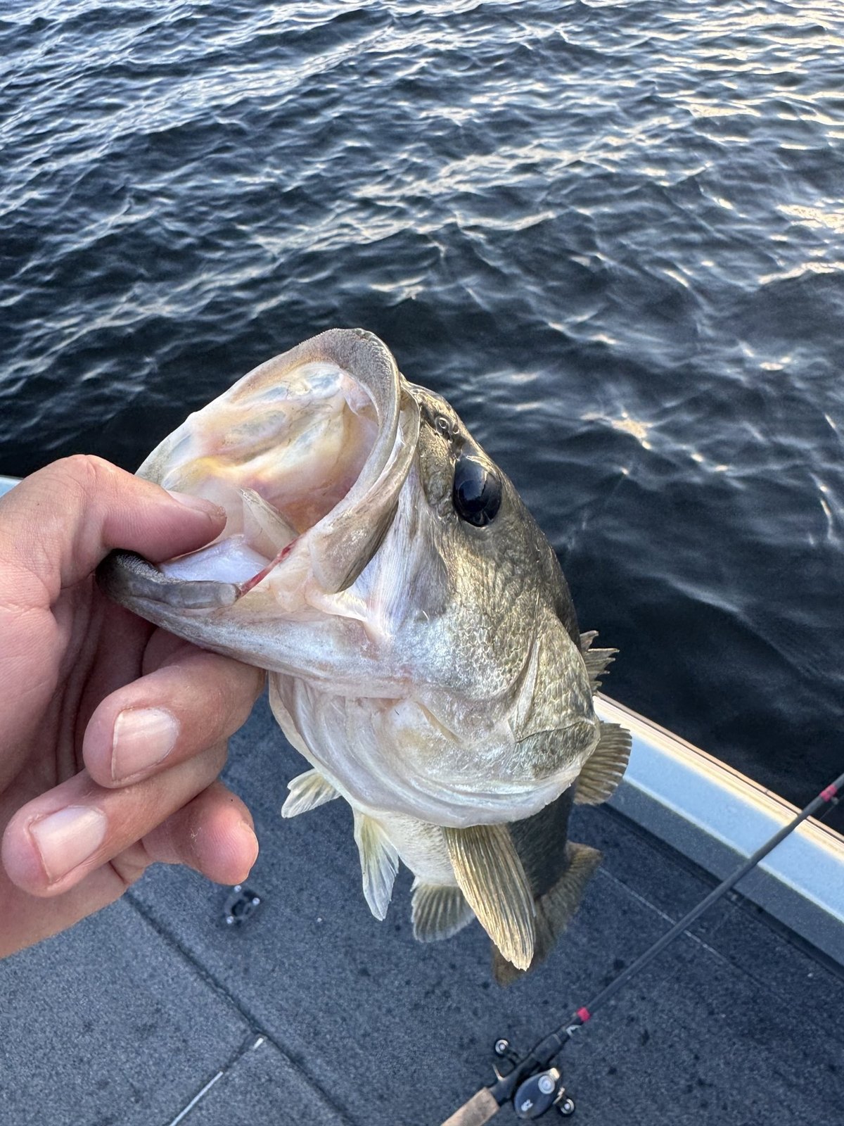 Largemouth Bass · 2 lbs