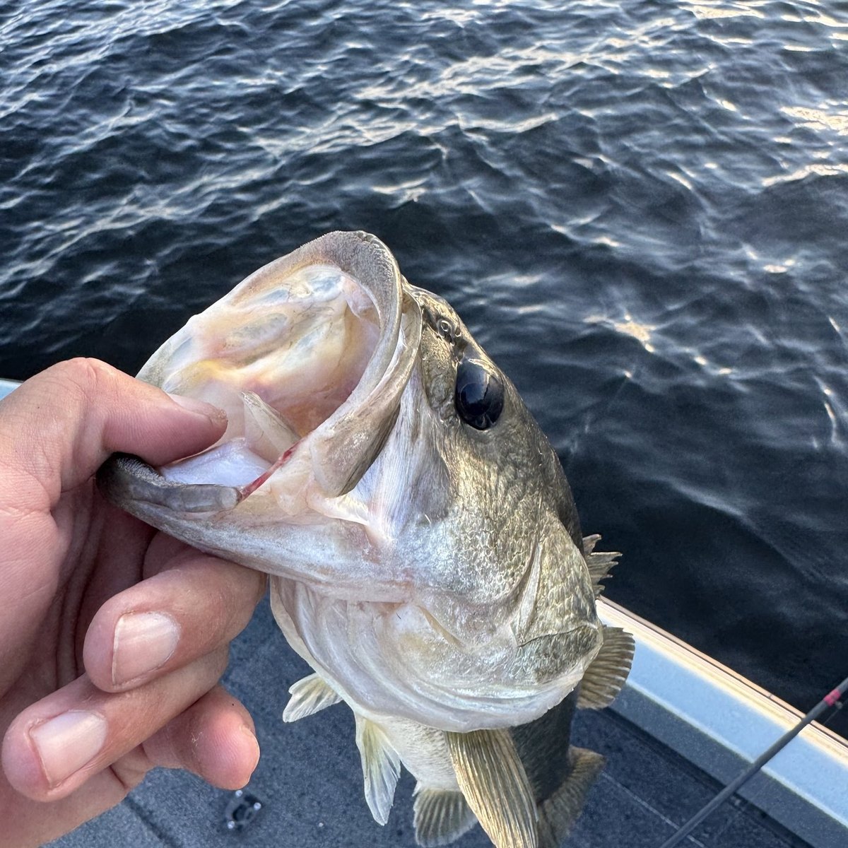 Largemouth Bass — 2 lbs