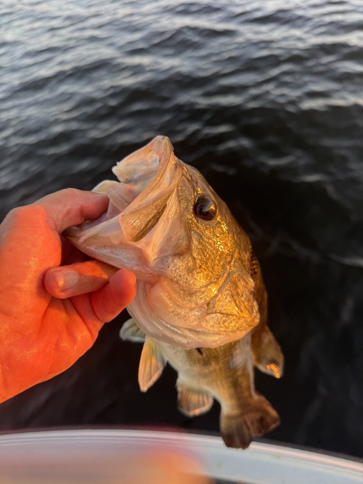 Largemouth Bass · 2 lbs