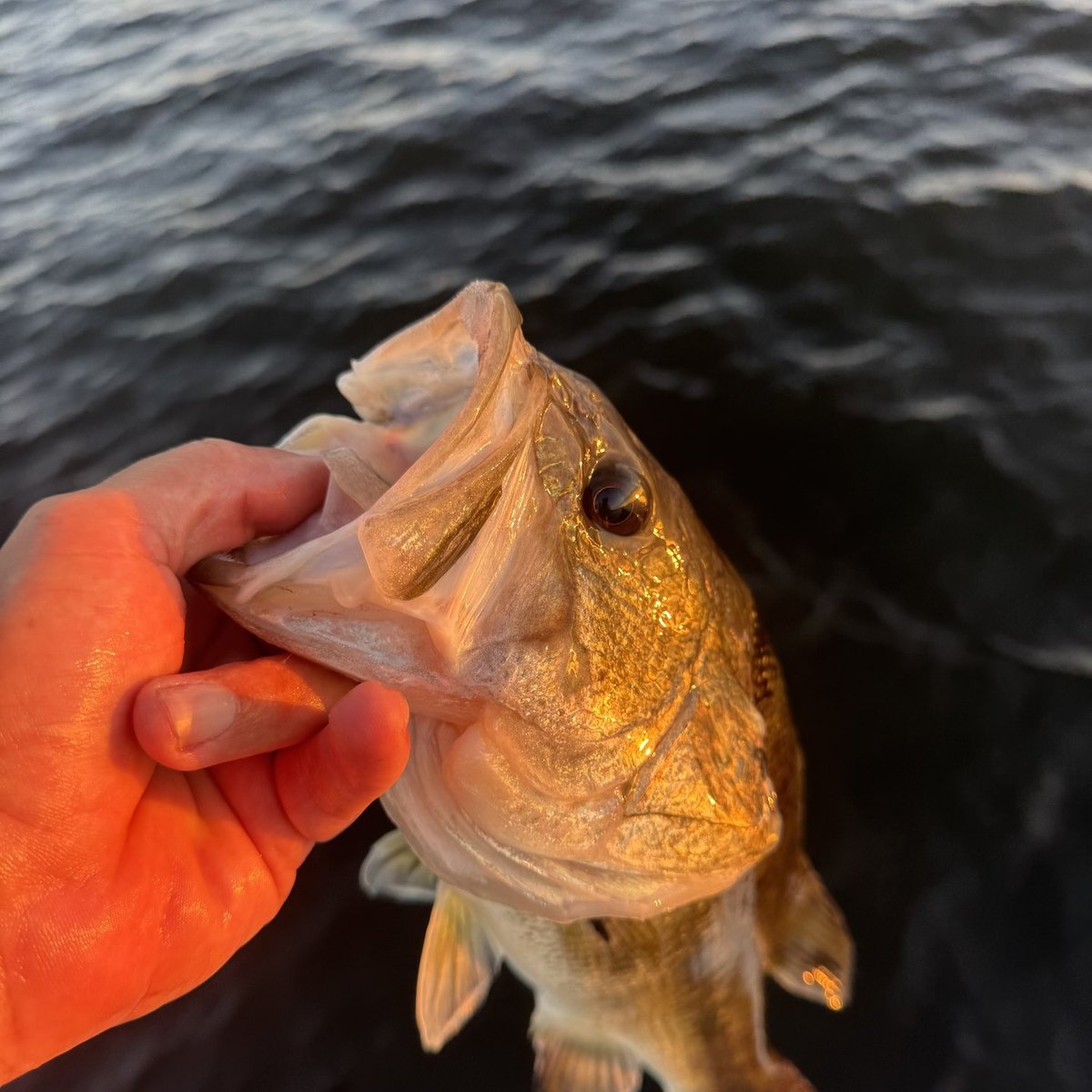 Largemouth Bass — 2 lbs