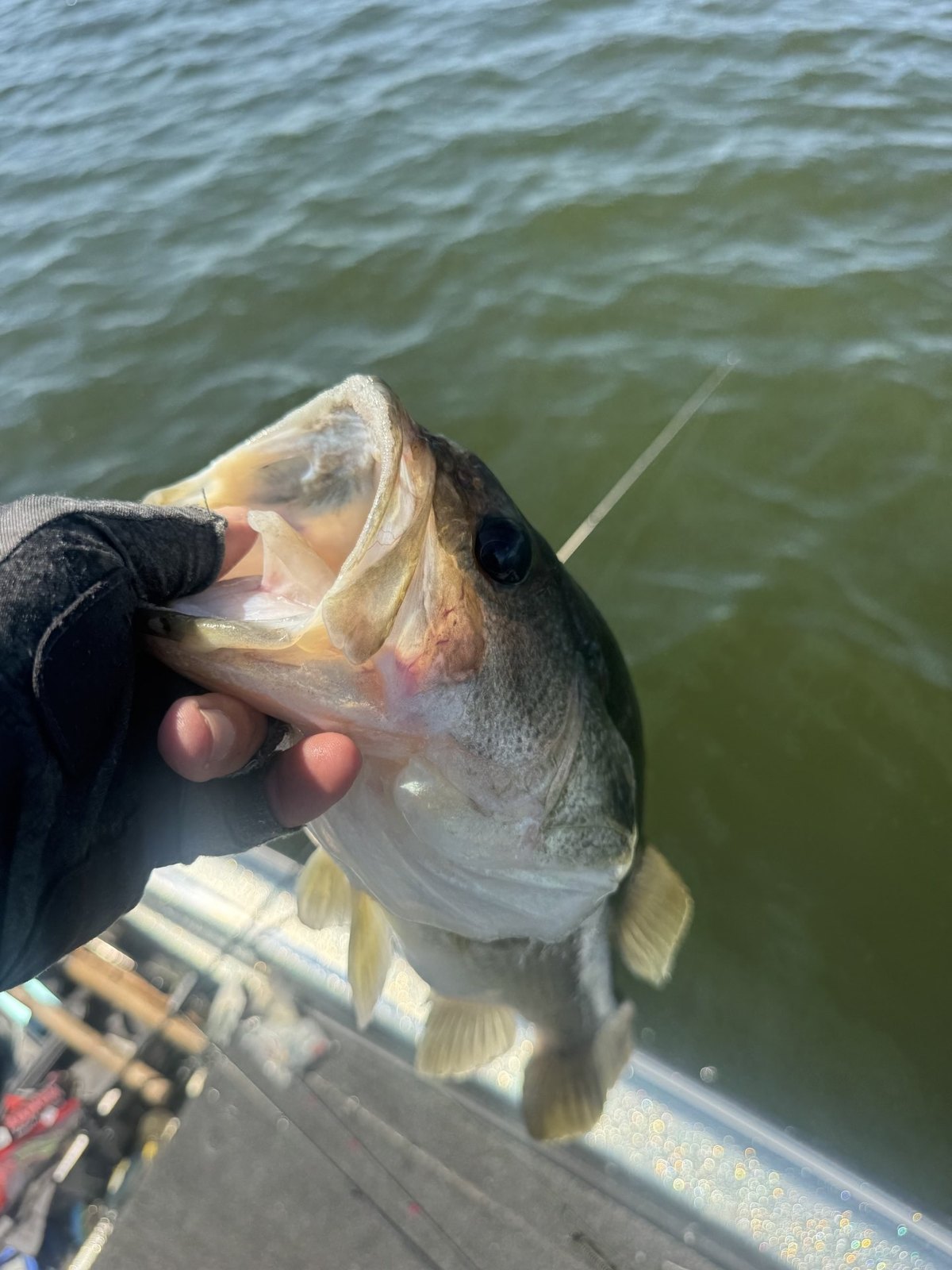 Largemouth Bass · 2 lbs 9 oz