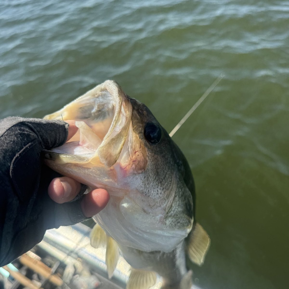 Largemouth Bass — 2 lbs 9 oz