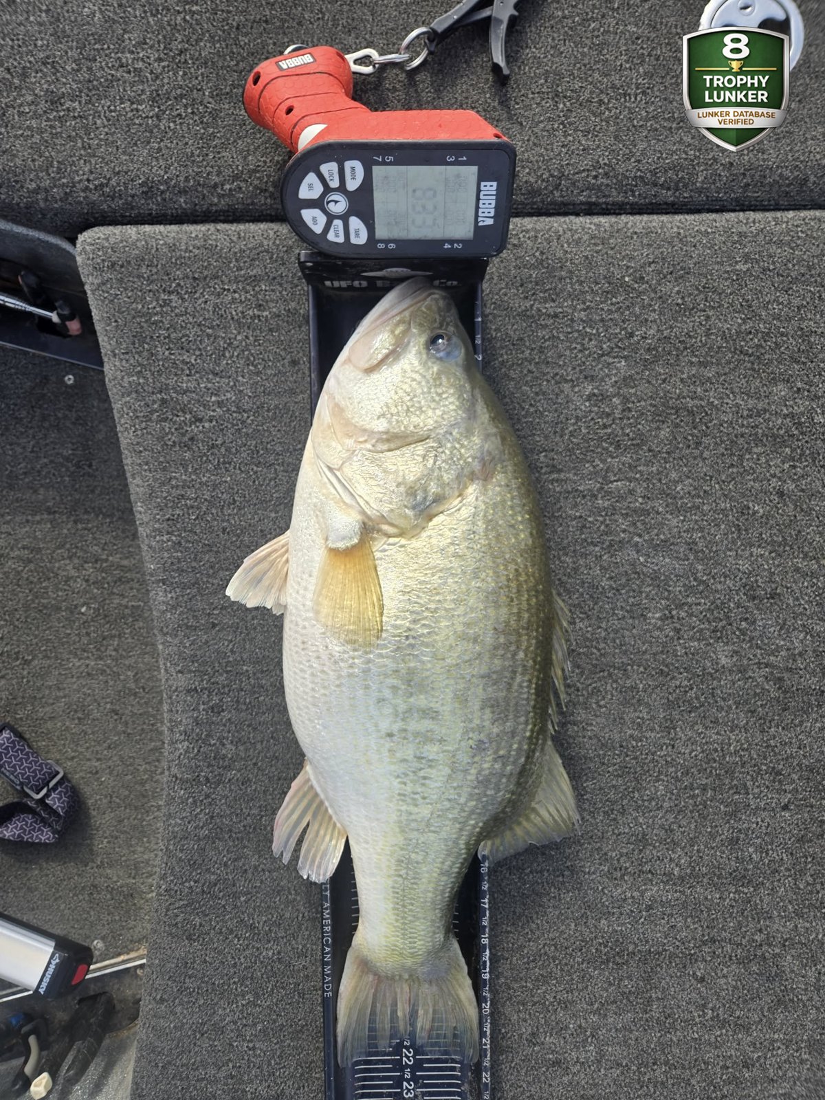 Largemouth Bass catch photo 3