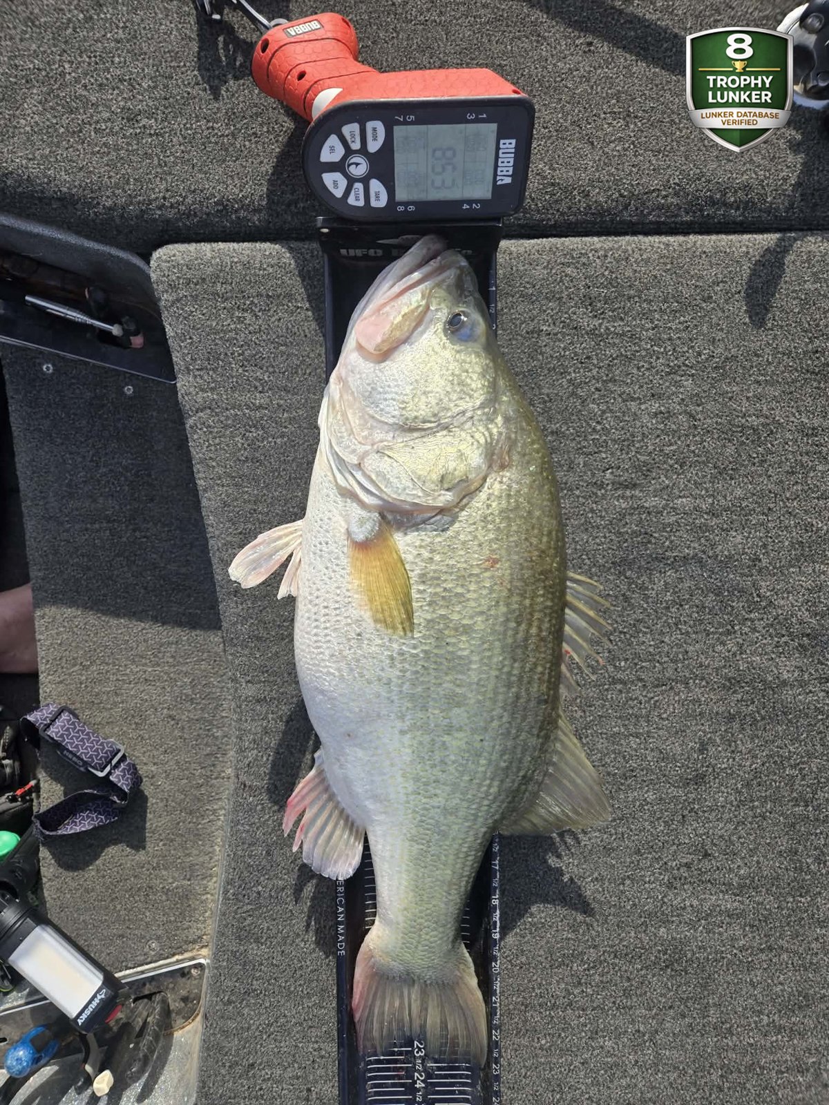 Largemouth Bass catch photo 3