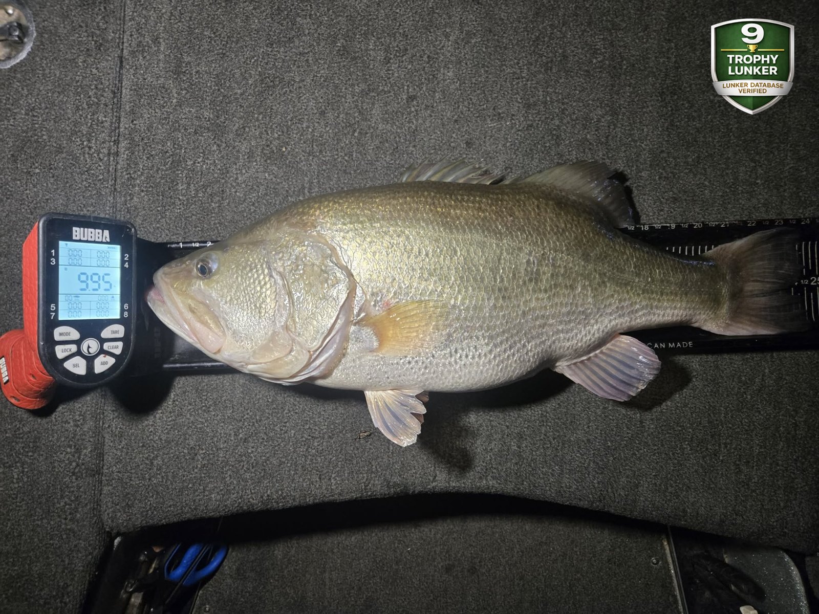 Largemouth Bass catch photo 3