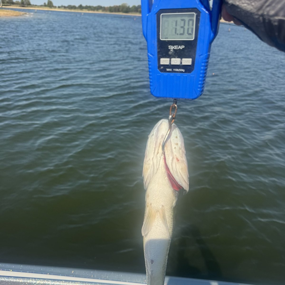 Largemouth Bass — 1 lbs 4 oz