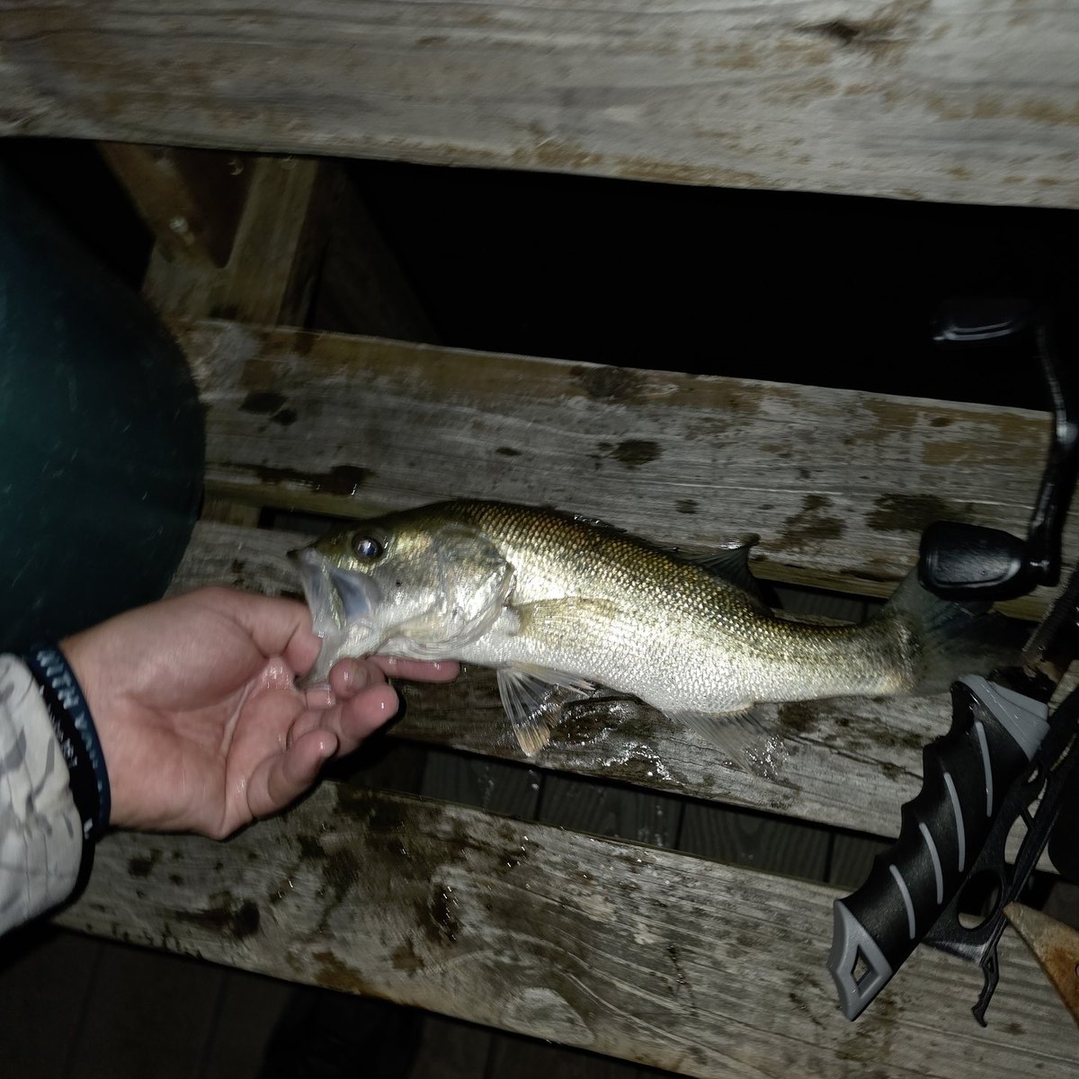 Largemouth Bass — 1 lbs
