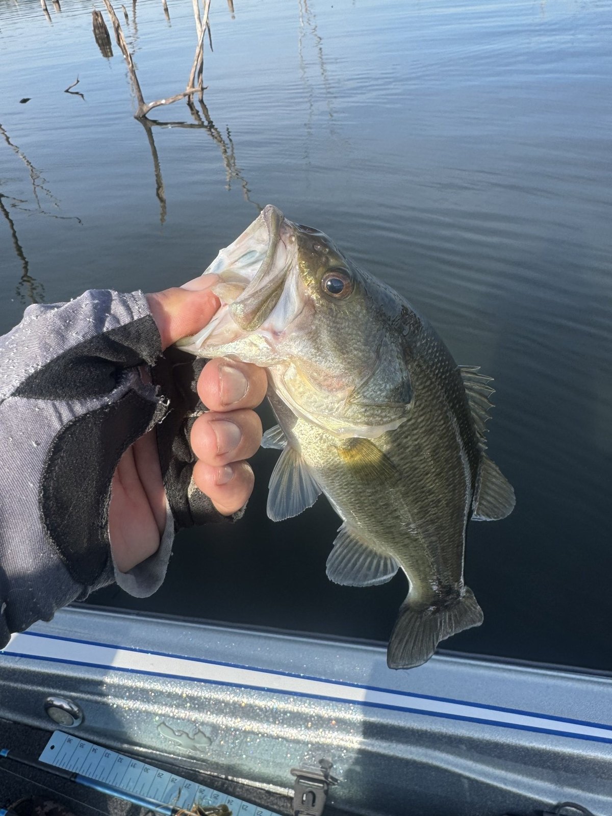 Largemouth Bass · Weight unknown